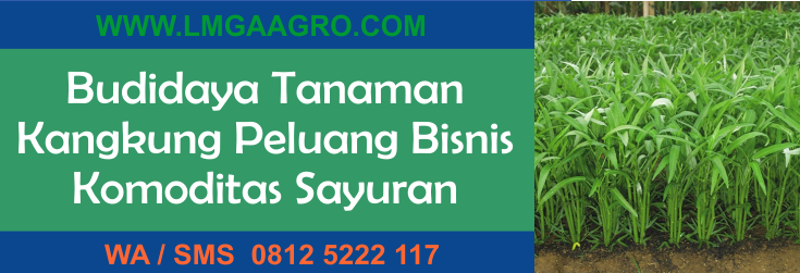 budidaya, tanaman, kangkung ,peluang, bisnis, komoditas, sayuran