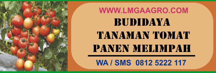 budidaya, tanaman, tomat, panen, melimpah