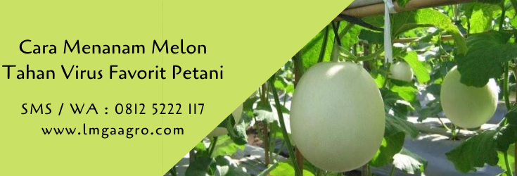 cara menanam melon,melon,budidaya melon,benih melon,buah melon,lmga agro