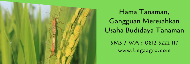 hama tanaman,hama,budidaya tanaman,pertanian,pestisida,petani,lmga agro