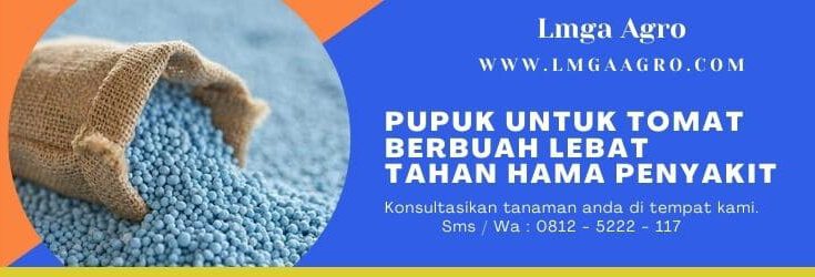 Pupuk Untuk Tomat, Cara Menanam Tomat, Tanaman Tomat, Benih Tomat, Jual Benih Tomat