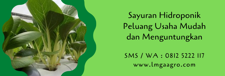 sayuran hidroponik,hidroponik,budidaya tanaman,pertanian,budidaya hidroponik,petani,hobi,lmga agro