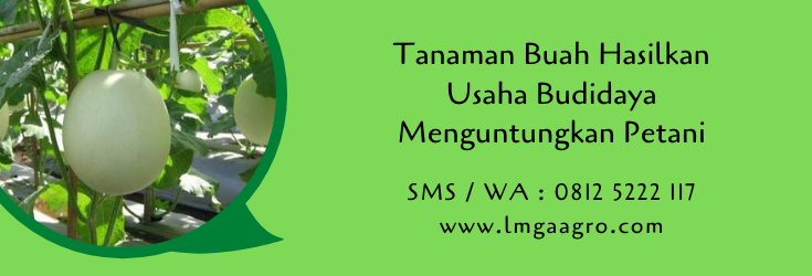 tanaman buah,budidaya tanaman,benih buah,benih tanaman,pertanian,melon,semangka,lmga agro