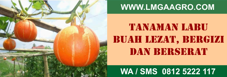 tanaman, labu, buah, lezat, bergizi, berserat
