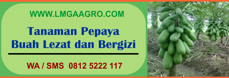tanaman, pepaya, buah, lezat, begizi