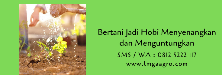 bertani,budidaya tanaman,hobi,pertanian,petani,peluang usaha,lmga agro