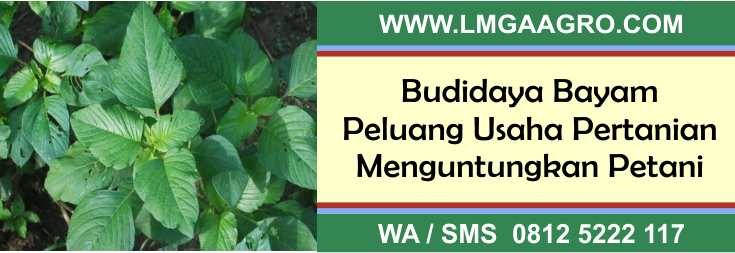 budidaya, bayam, peluang, usaha, pertanian, menguntungkan, petani