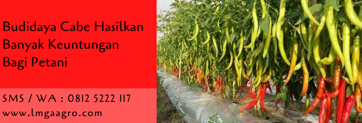 budidaya cabe,budidaya tanaman,benih tanaman,benih cabe,cabe merah,cabe keriting,cabe rawit,lmga agro