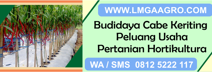 budidaya, cabe, keriting, peluang, usaha, pertanian, hortikultura