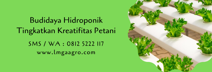 hidroponik,budidaya hidroponik,pertanian,budidaya tanaman,petani,usaha pertanian,modernisasi,lmga agro