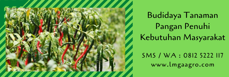 budidaya tanaman pangan,budidaya tanaman,pertanian,usaha pertanian,peluang usaha,petani,lmga agro