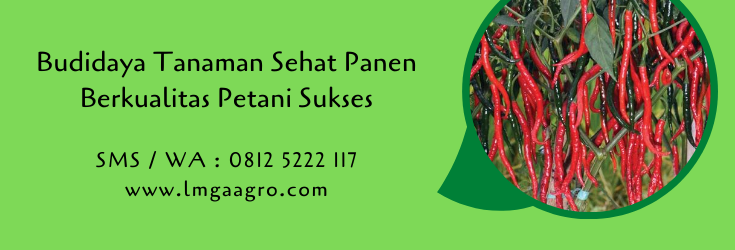 budidaya tanaman,pertanian,tanaman sehat,usaha pertanian,petani,lmga agro