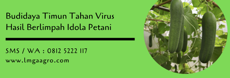 budidaya timun,benih timun,cara menanam timun,anti virus,bibit timun,lmga agro