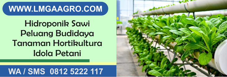 Hidroponik, sawi, peluang, budidaya, tanaman, hortikultura, idola, petani