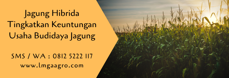 jagung hibrida,budidaya jagung,benih jagung,budidaya tanaman,pertanian,lmga agro