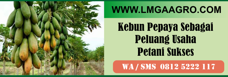 kebun, pepaya, sebagai, peluang, usaha , petani, sukses