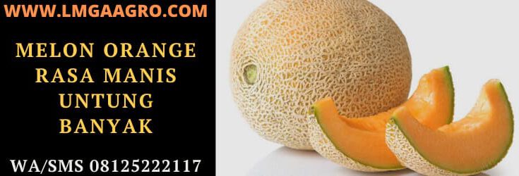 melon, melon orange, orange, buah, tanaman, tanaman buah, benih melon orange, bibit melon orange, toko pertanian, lmga agro