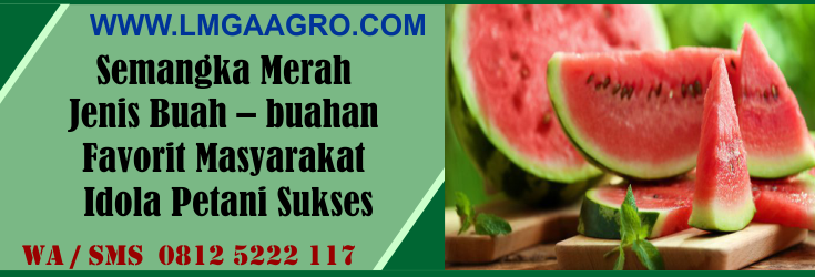 semangka, merah, jenis, buah - buahan, favorit, masyarakat, idola, petani, sukses