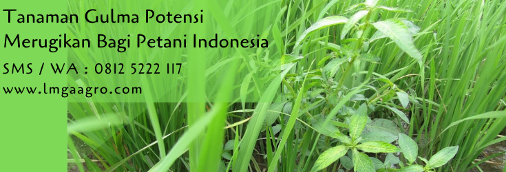 tanaman gulma,budidaya tanaman,gulma,hama,hama tanaman,pestisida,pertanian,lmga agro
