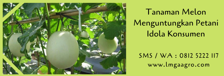 tanaman melon,budidaya melon,benih melon,bibit melon,cara menanam melon,pertanian,melon,lmga agro