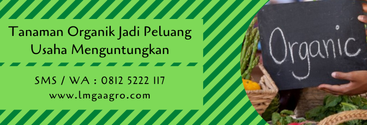 tanaman organik,budidaya tanaman,pertanian organik,pertanian,benih tanaman,sayuran organik,lmga agro