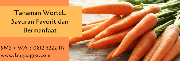 tanaman wortel,wortel,budidaya wortel,benih wortel,cara menanam wortel,lmga agro