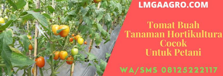 tanaman, budidaya tanaman, hortikultura, tanaman hortikultura, bertani, bercocok tanam