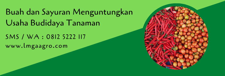 buah dan sayuran,budidaya tanaman,benih tanaman,pertanian,petani,peluang usaha,usaha pertanian,lmga agro