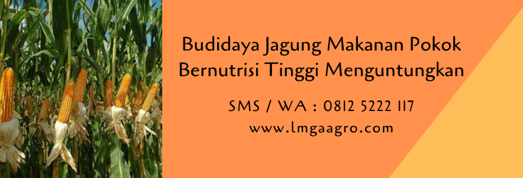 budidaya jagung,benih jagung,jagung hibrida,pertanian,budidaya tanaman,petani,lmga agro