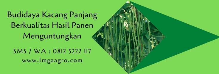budidaya kacang panjang,budidaya tanaman,kacang panjang,benih tanaman,pertanian,lmga agro
