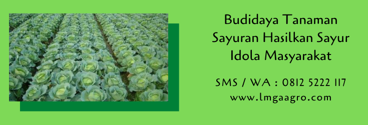 budidaya tanaman,budidaya tanaman sayuran,budidaya tanaman sayur,pertanian,lmga agro