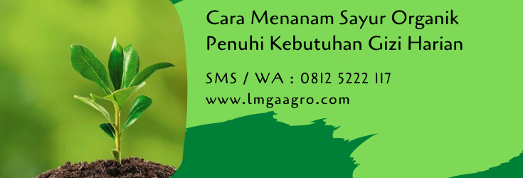 cara menanam sayur,budidaya sayuran,budidaya tanaman,sayuran hijau,benih sayuran,pertanian organik,sayuran organik,lmga agro
