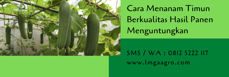 cara menanam timun,timun,budidaya timun,benih timun,bibit timun,budidaya tanaman,pertanian,lmga agro