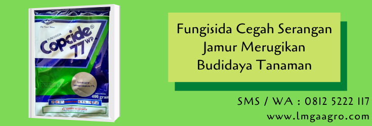 fungisida,fungisida sistemik,jamur,hama tanaman,budidaya tanaman,pertanian,petani,lmga agro