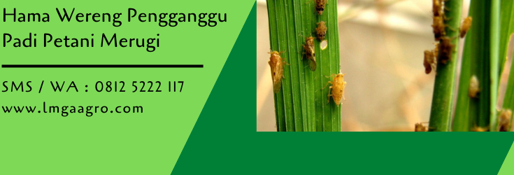 hama wereng,budidaya tanaman,hama tanaman,tanaman padi,padi,pertanian,lmga agro