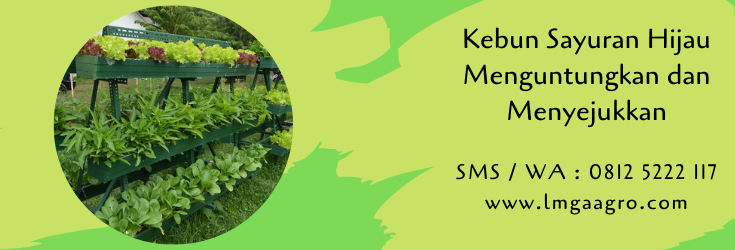 kebun sayuran,budidaya tanaman,benih tanaman,tanaman sayur,sayuran,sayuran hijau,lmga agro