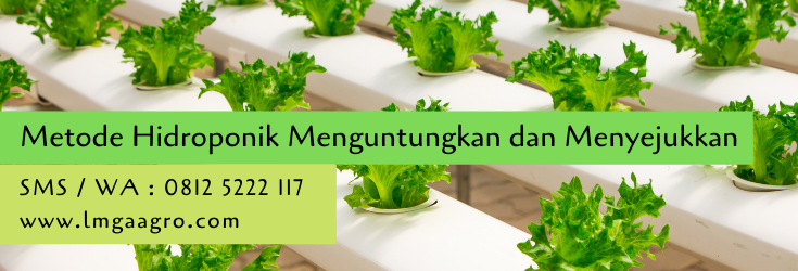 metode hidroponik,hidroponik,budidaya tanaman,pertanian,petani,usaha pertanian,lmga agro