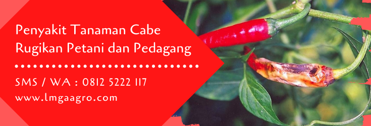 penyakit tanaman,budidaya cabe,benih cabe,cabe merah,petani,pertanian,lmga agro