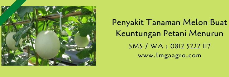 penyakit tanaman,budidaya melon,benih melon,buah melon,melon,budidaya buah,lmga agro