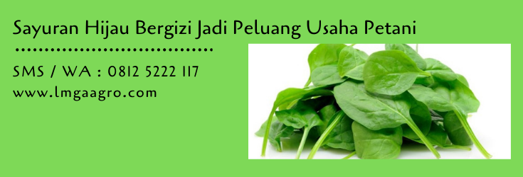 sayuran,sayuran hijau,budidaya sayuran,budidaya tanaman,pertanian,lmga agro
