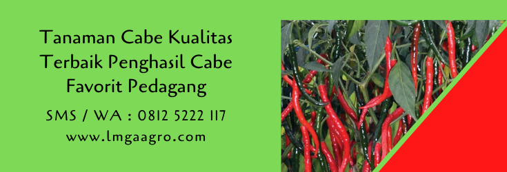 tanaman cabe,budidaya cabe,benih cabe,cabe,cabe merah,budidaya tanaman,lmga agro