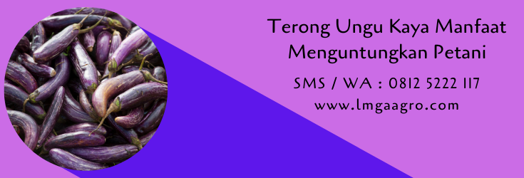 terong ungu,budidaya terong,benih terong,budidaya tanaman,petani,lmga agro
