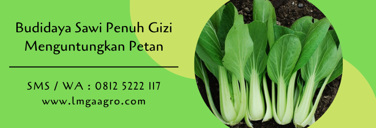 budidaya sawi,sawi,sawi hijau,sayuran,benih sawi,budidaya tanaman,petani,lmga agro