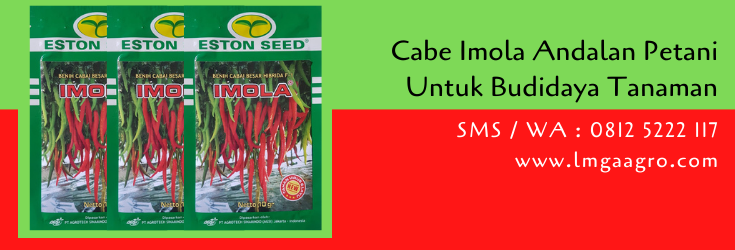 cabe imola,cabe,budidaya cabe,benih cabe,bibit cabe,cabe merah,lmga agro