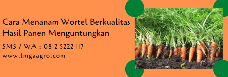 cara menanam wortel,wortel.benih wortel,budidaya wortel.tanaman wortel.budidaya tanaman,pertanian,petani,lmga agro