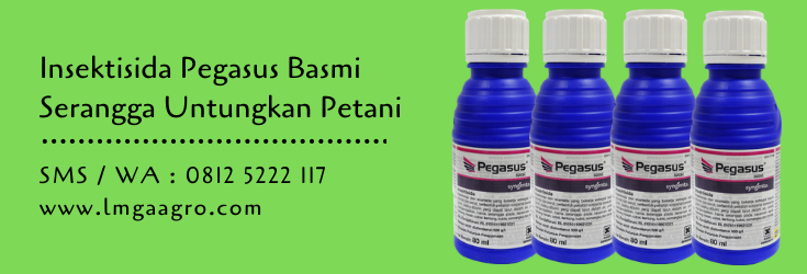 insektisida,insektisida pegasus,hama tanaman,hama,pertanian,lmga agro