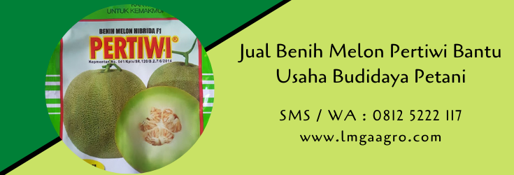 jual benih murah,benih melon,melon pertiwi,petani,budidaya melon,lmga agro