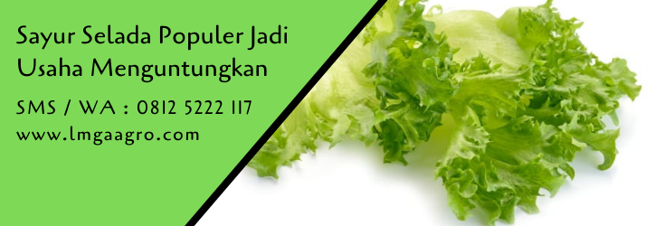 sayur selada,daun selada,selada,benih selada,budidaya tanaman,pertanian,berkebun,lmga agro