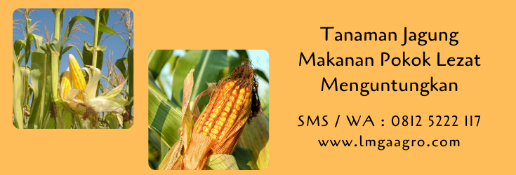 tanaman jagung,jagung,jagung manis,budidaya jagung,benih jagung,budidaya tanaman,pertanian,lmga agro