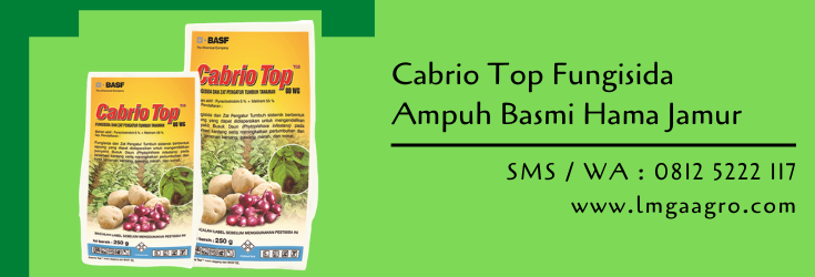 cabrio top,fungisida,budidaya tanaman,hama tanaman,pertanian,pestisida,petani,lmga agro